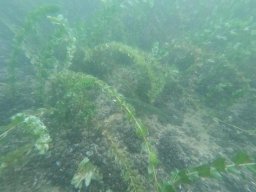 immersioni-estate22 38